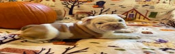 English Bulldog dogs for sale: English Bulldog Puppy 5 - Ad 18