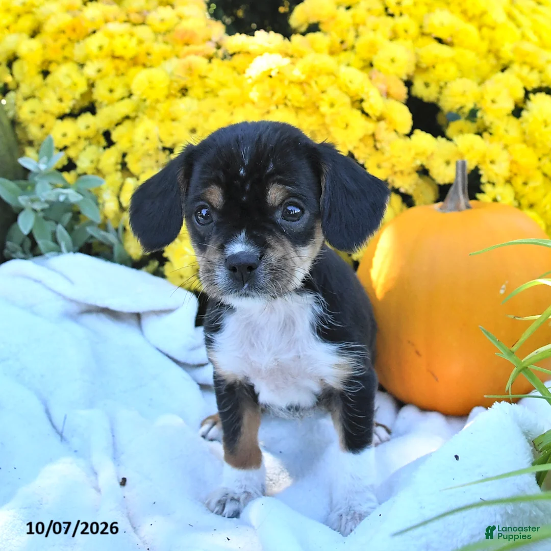 Mixed Breed dogs for sale: Cutie - Ad 2