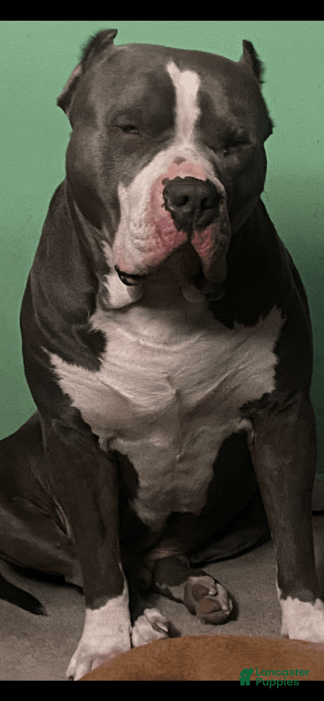 Gallery Image {{count}}