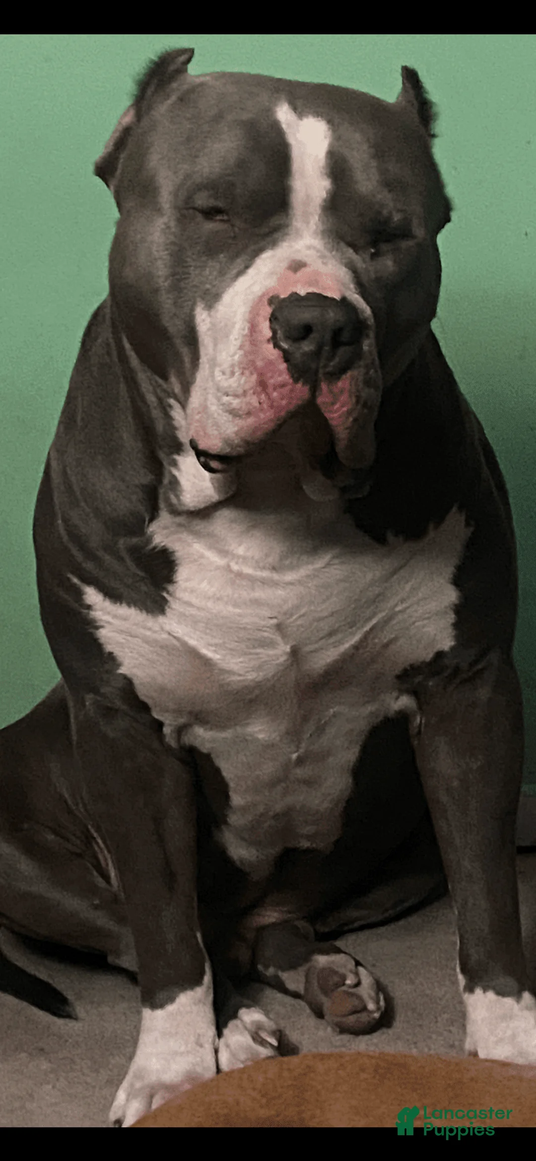 Gallery Image {{count}}