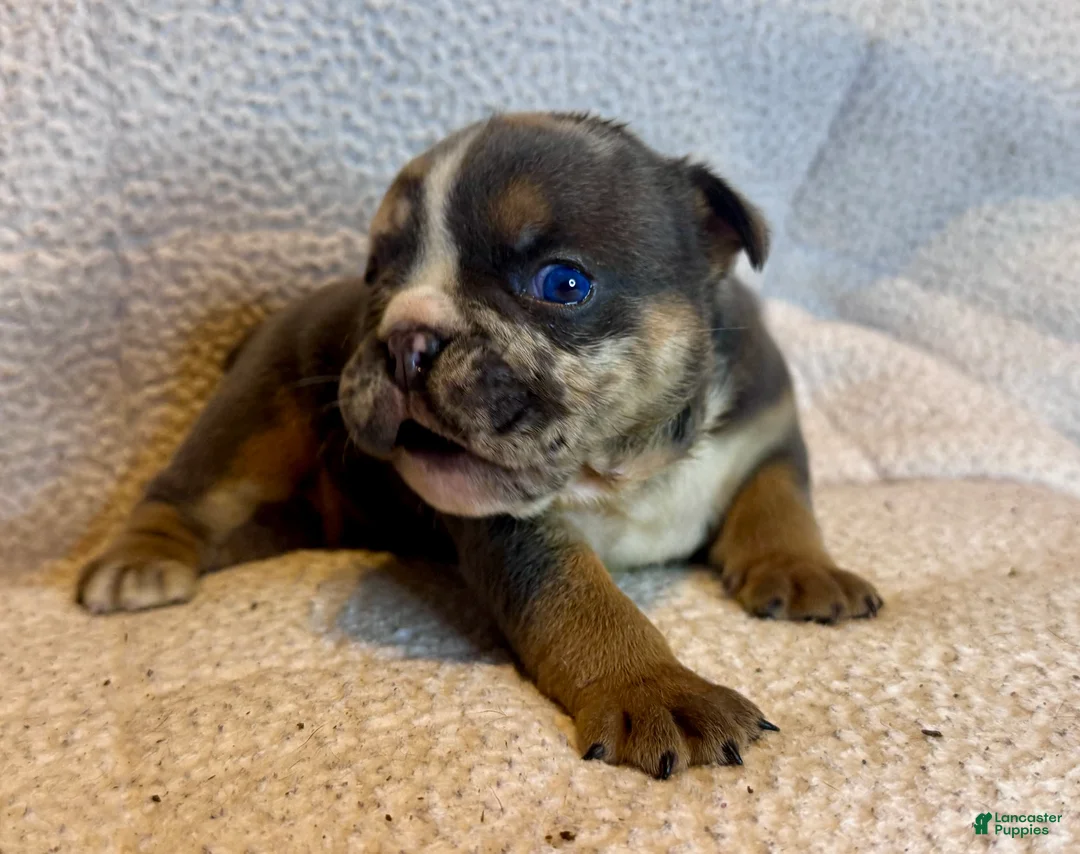 English Bulldog dogs for sale: Armani - Ad 2