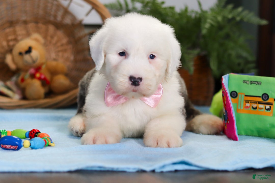 Old English Sheepdog dogs for sale: Poppy - Ad 3