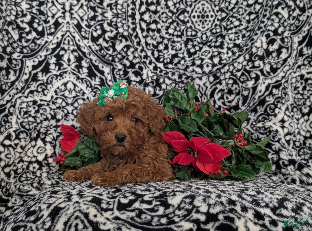 Miniature Poodle dogs for sale: Celeste Ready for Christmas - Ad 6