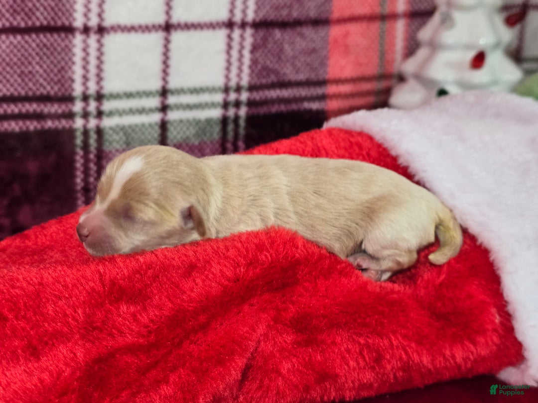 Maltipoo dogs for sale: Lumi - Ad 5