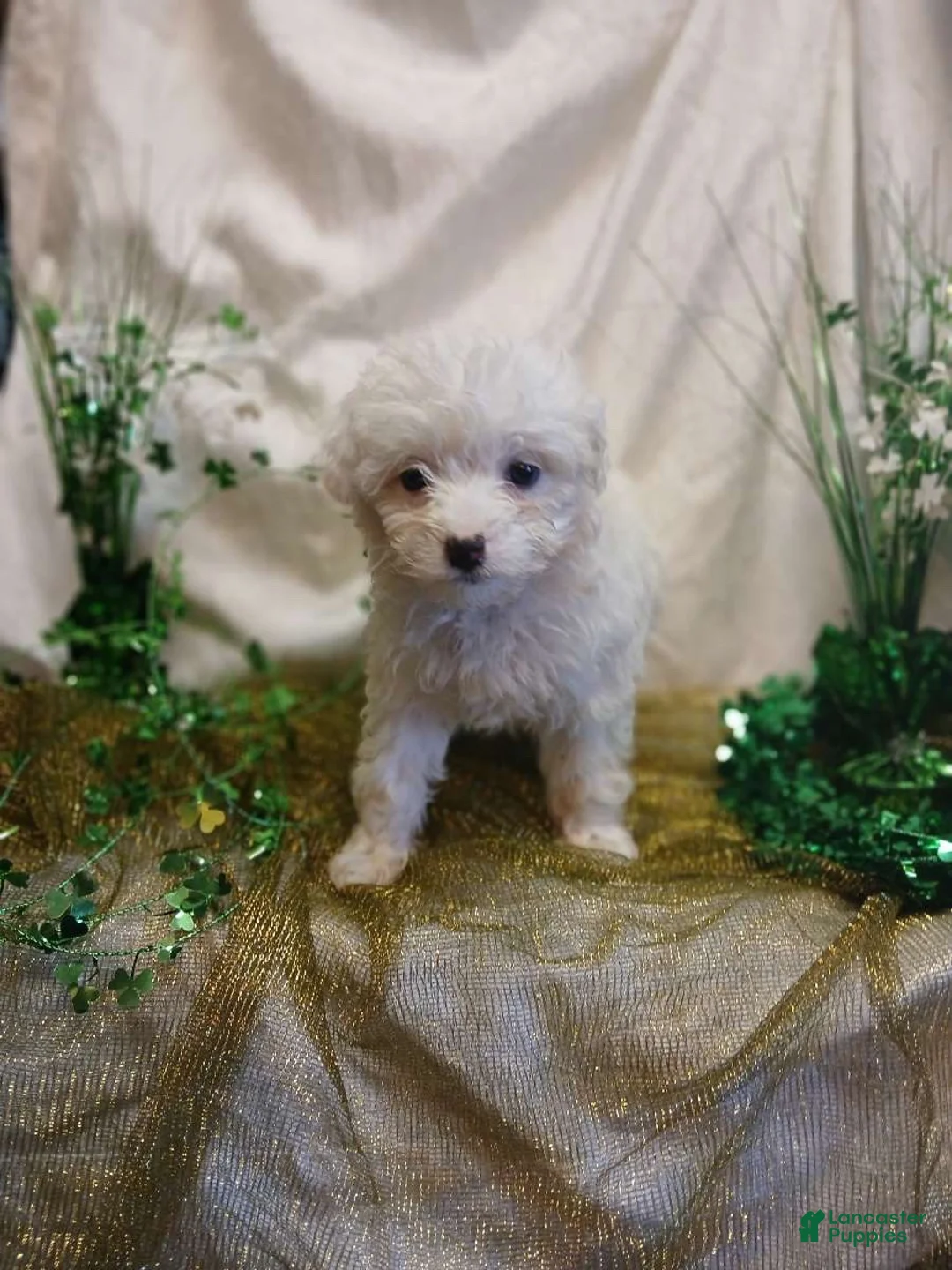 Toy Poodle dogs for sale: Myah - Ad 1