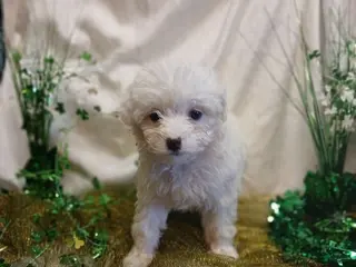 Toy Poodle dogs Myah - Ad 9