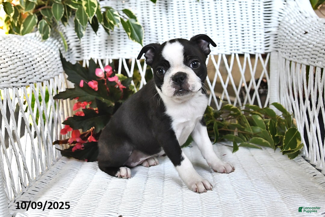 Gallery Image {{count}}