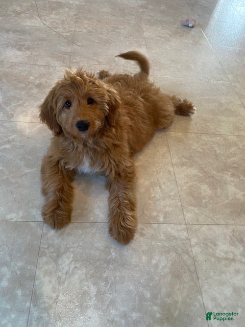 Mini Bernedoodle dogs Penny - Ad 2