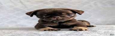 Nutella