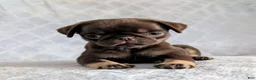 Pug dogs for sale: Nutella - Ad 1