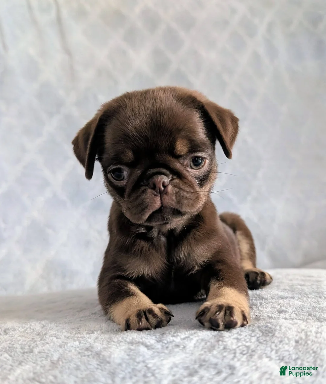 Pug dogs for sale: Nutella - Ad 1