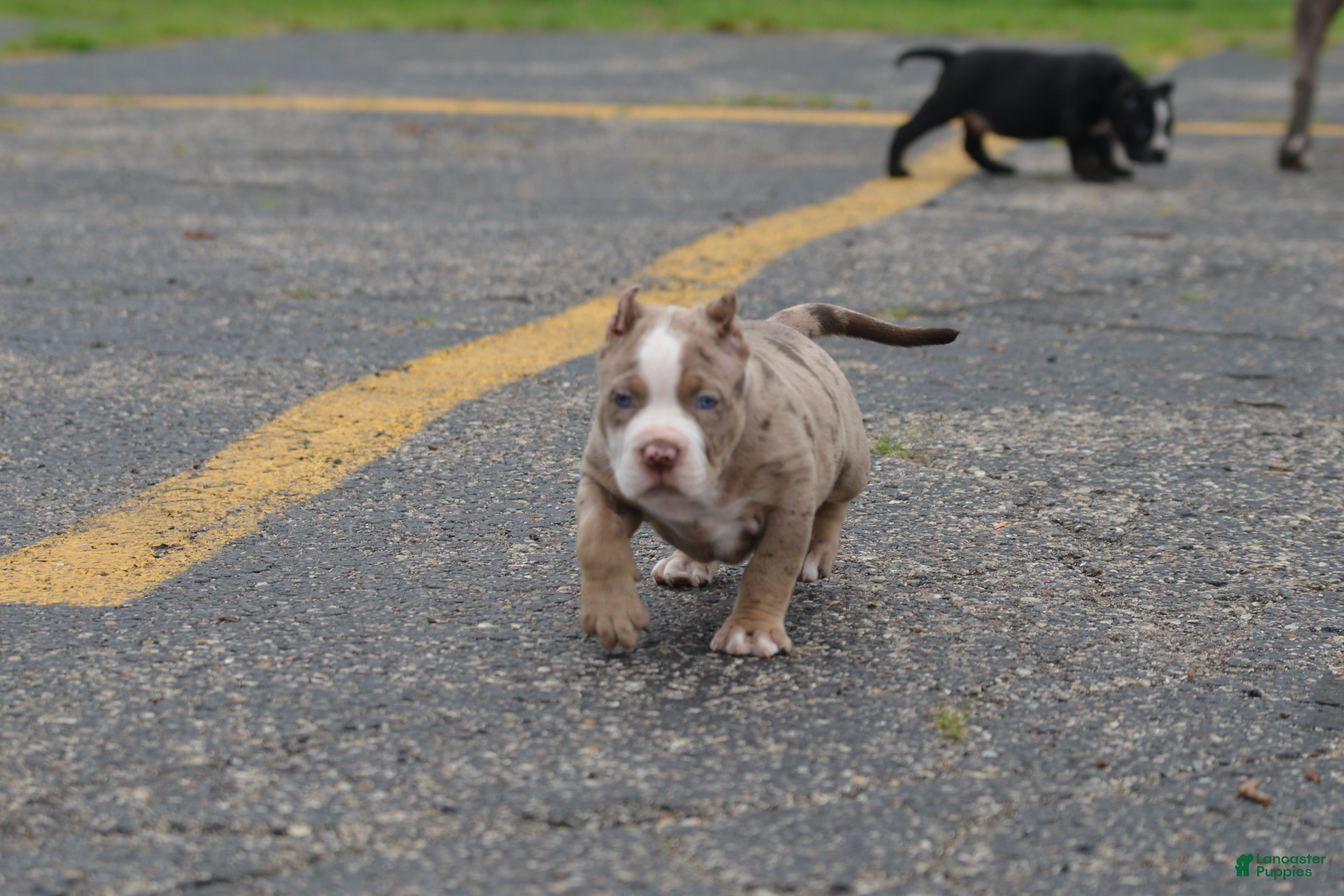 American Bully dogs American Bully 4 - Ad 35