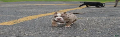 American Bully 4
