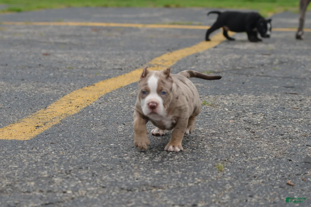 American Bully dogs for sale: American Bully 4 - Ad 1