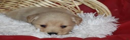 Golden Retriever dogs for sale: Shelly  - Ad 3