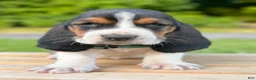 Basset Hound dogs for sale: Archie - Ad 6