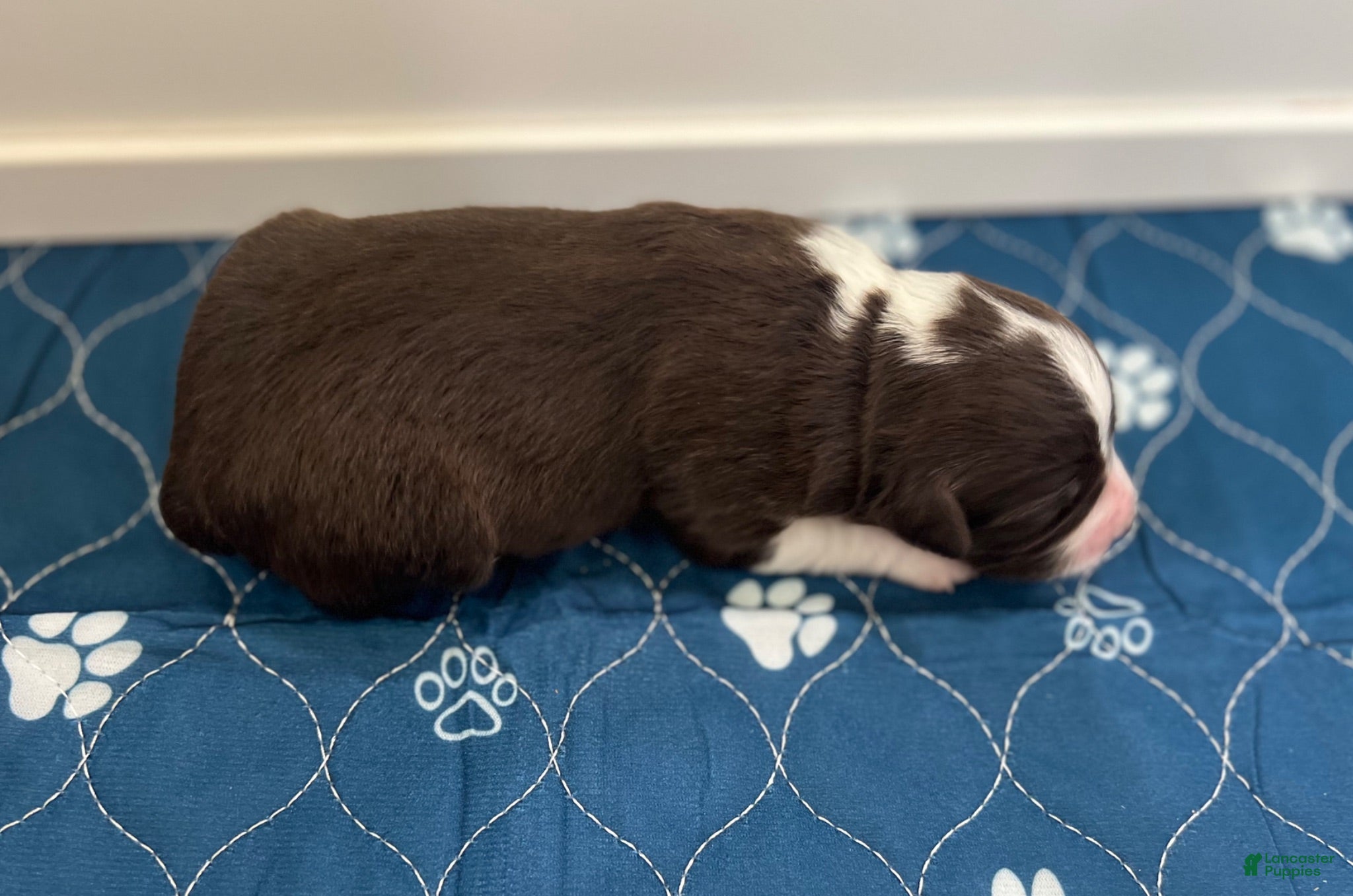 Miniature Australian Shepherd dogs Miata - Ad 1