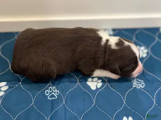 Miniature Australian Shepherd dogs for sale: Miata - Ad 4