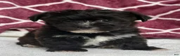 Yochon dogs for sale: Rex - Ad 3