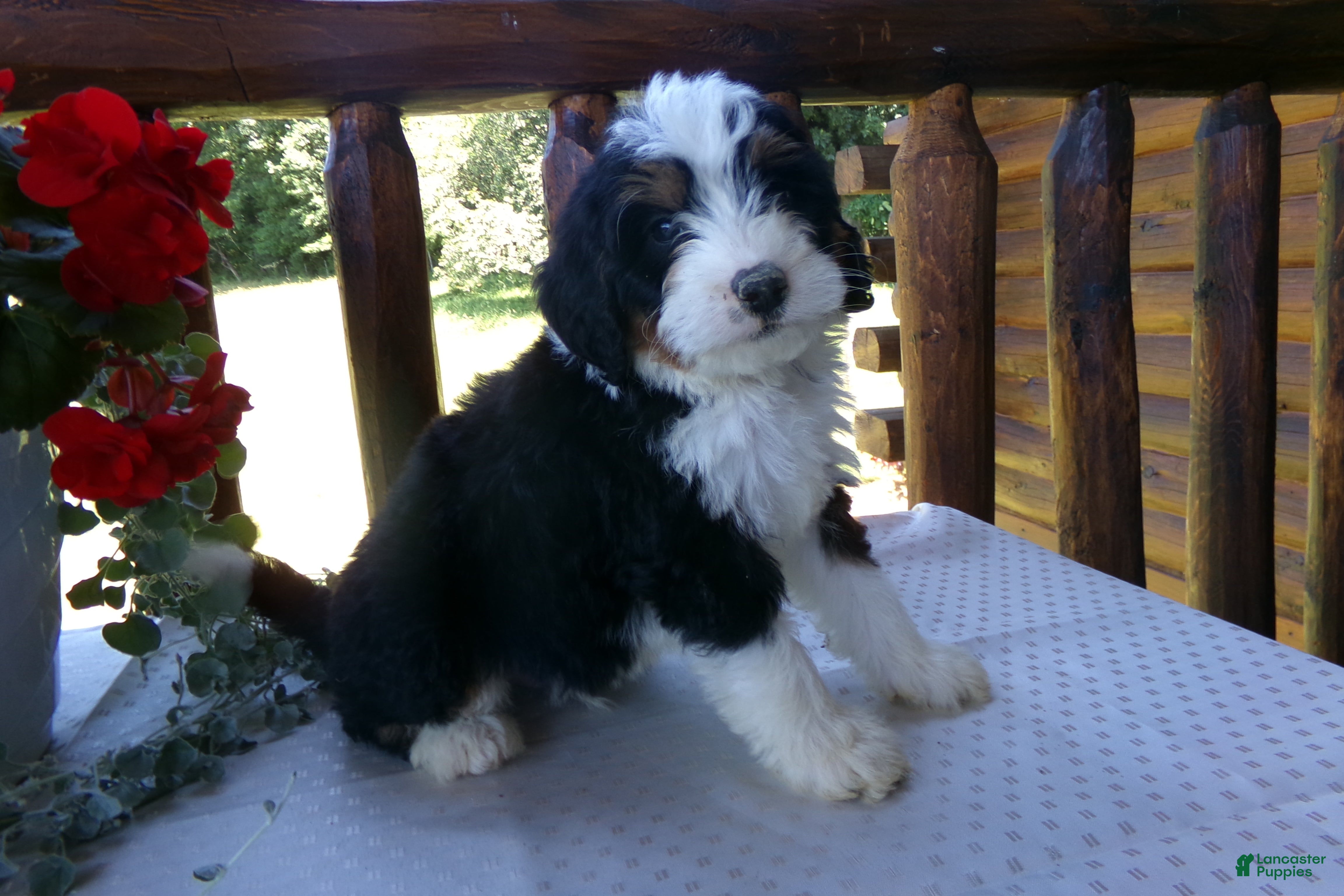 Mini Bernedoodle dogs Benji - Ad 1