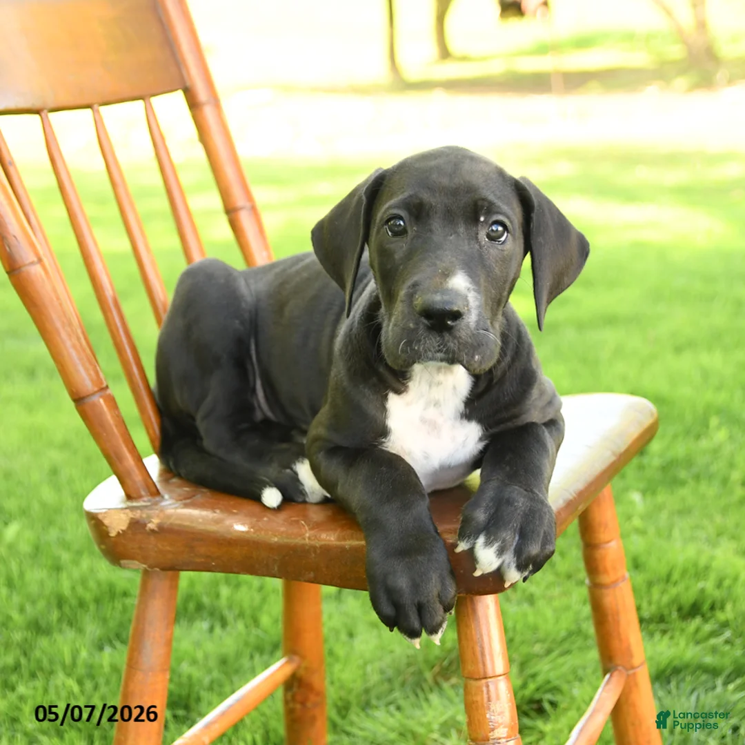 Great Dane dogs for sale: Nikki - Ad 3