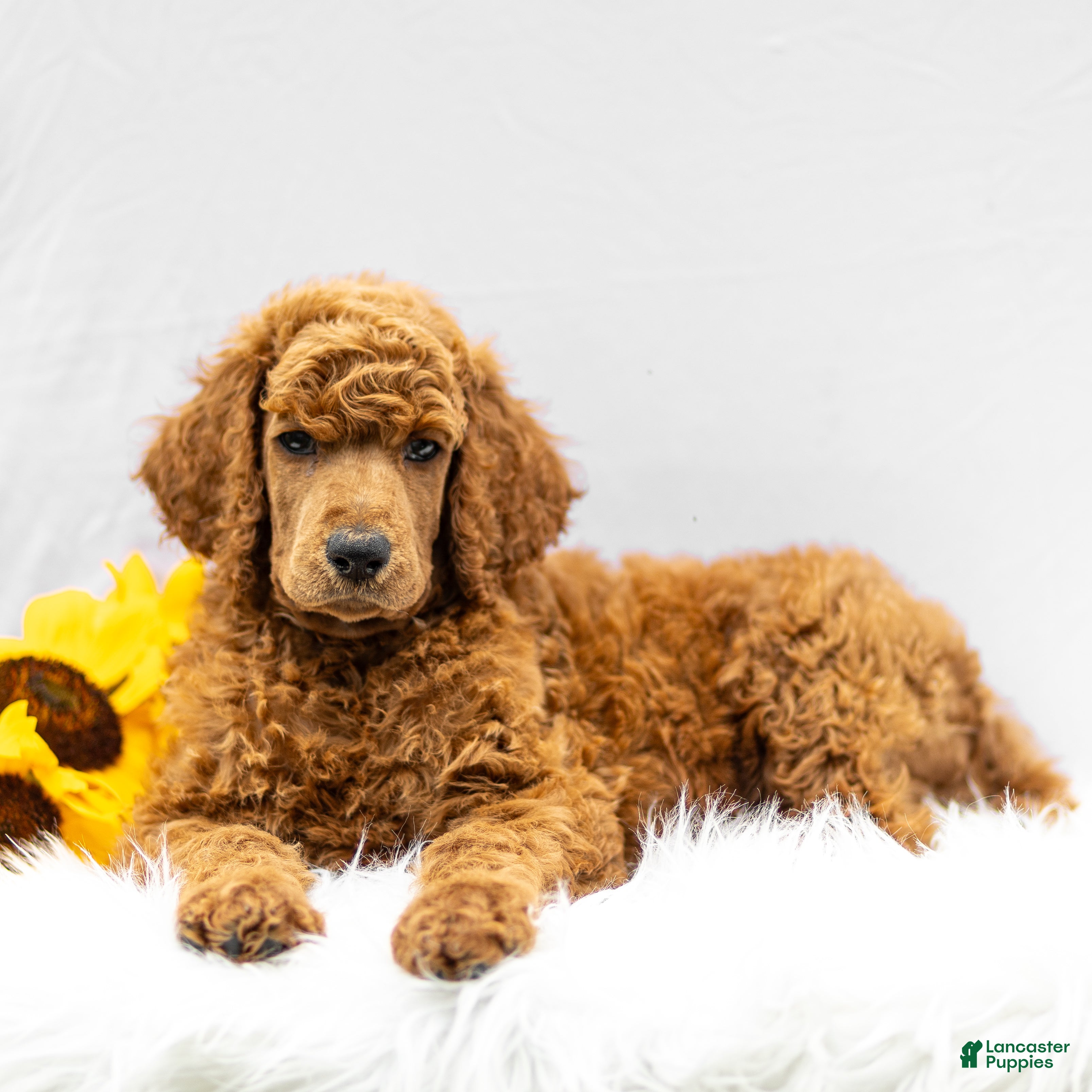 Standard Poodle dogs Major - Ad 2