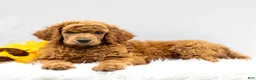 Standard Poodle dogs for sale: Major - Ad 2
