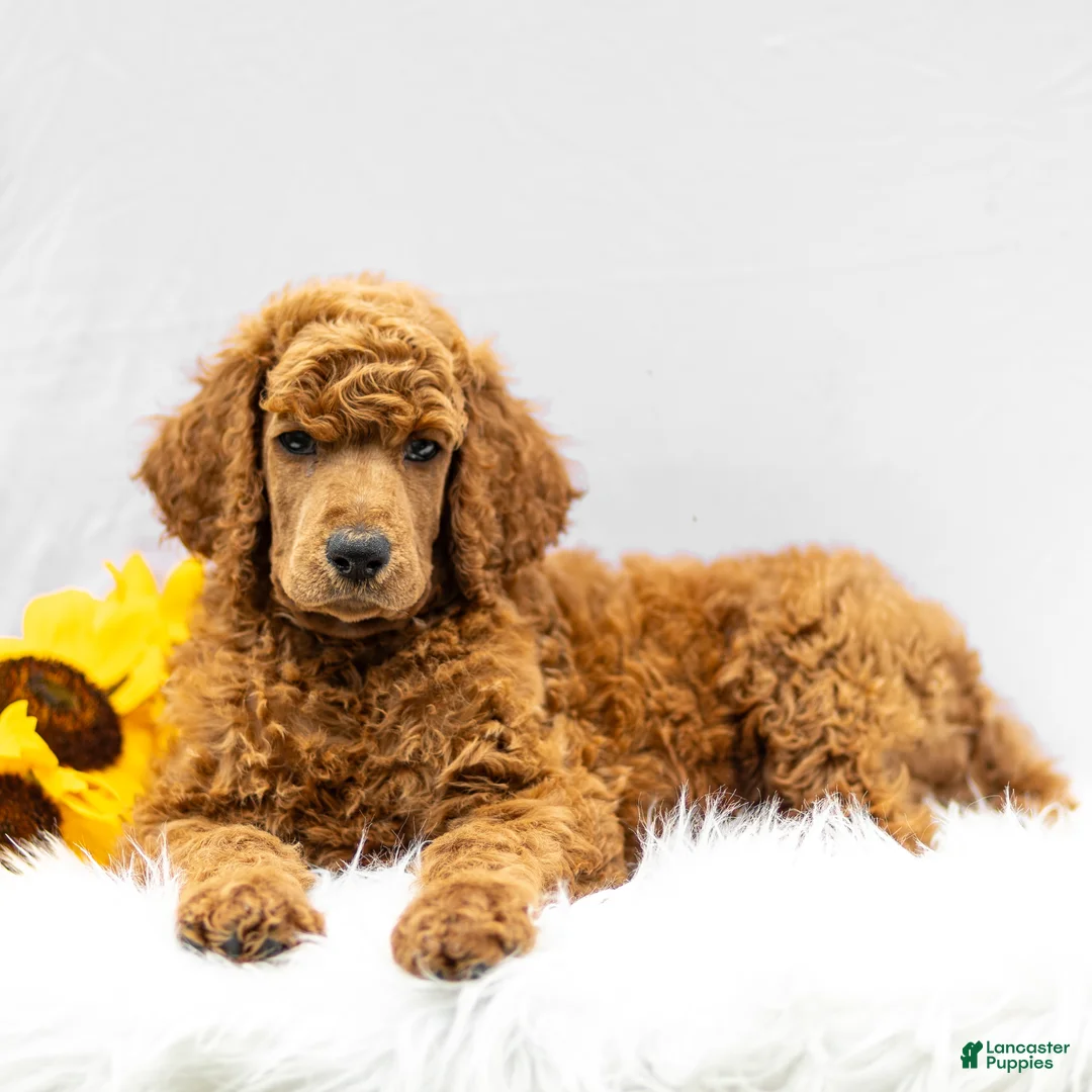 Standard Poodle dogs for sale: Major - Ad 2