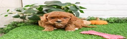 Cavapoo dogs for sale: Glory - Ad 1