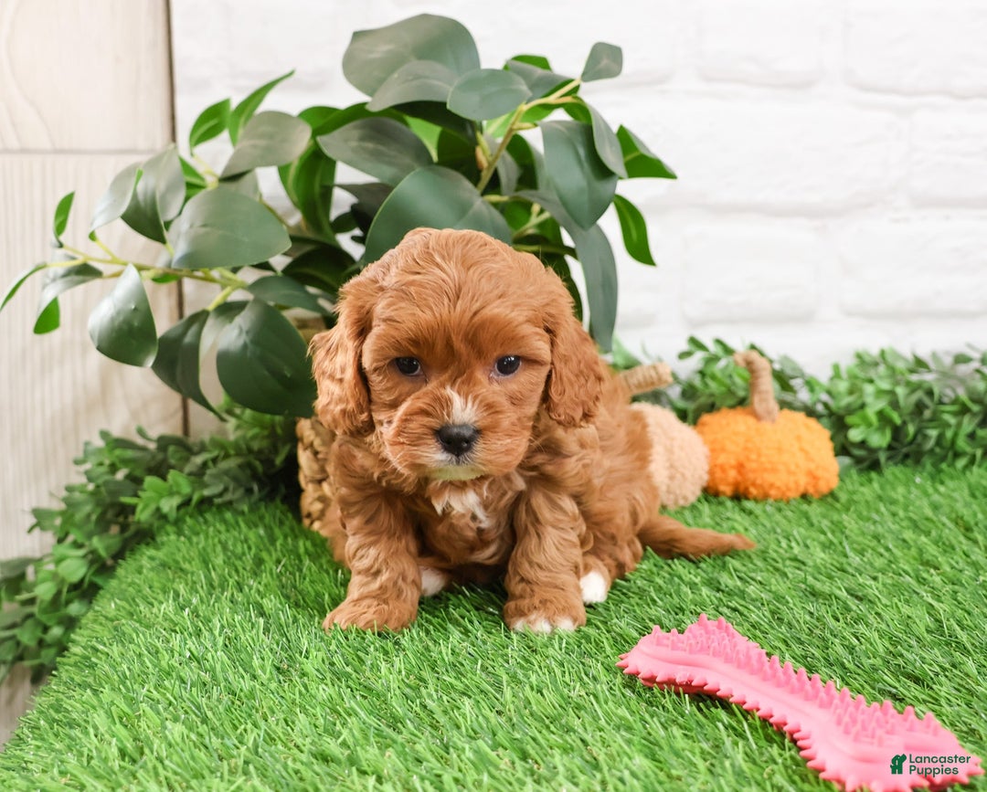 Cavapoo dogs for sale: Glory - Ad 1