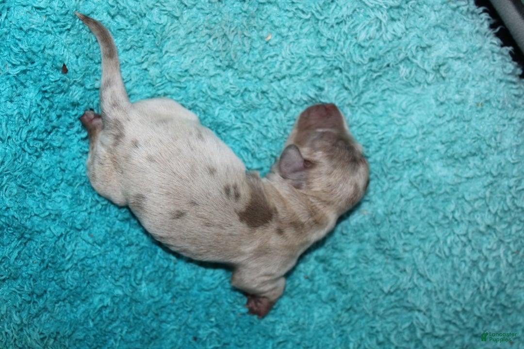 Miniature Dachshund dogs for sale: Minnie Mini - Ad 14