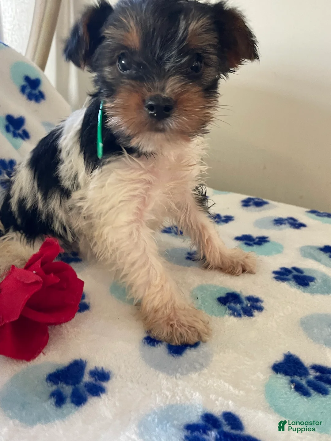 Mixed Breed dogs for sale: Pebbles - Ad 2