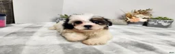 Teddy Bear dogs for sale: Claude - Ad 19