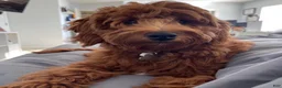 Mini Goldendoodle dogs for sale: Mr. Simon - Ad 6