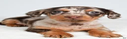 Miniature Dachshund dogs for sale: Sage - Ad 6