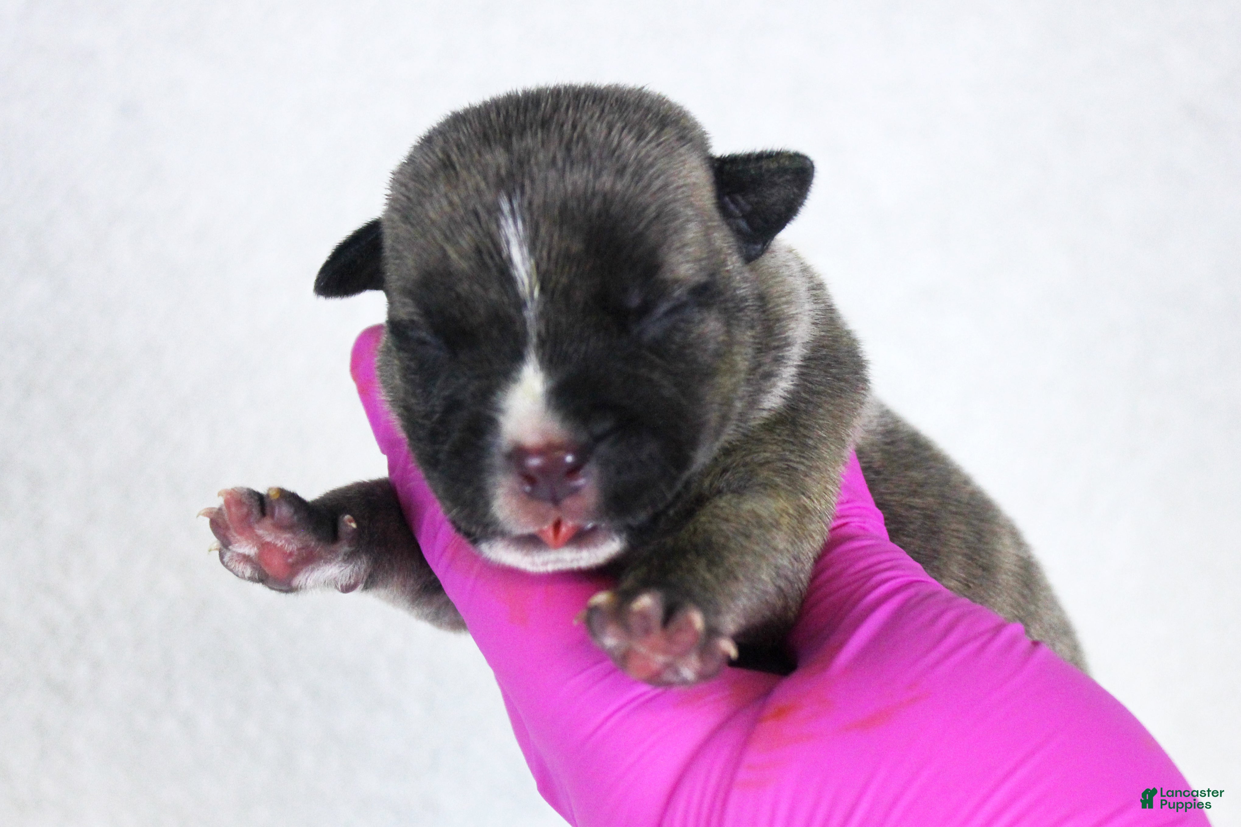 American Bully dogs Black Brindle Male - Ad 2