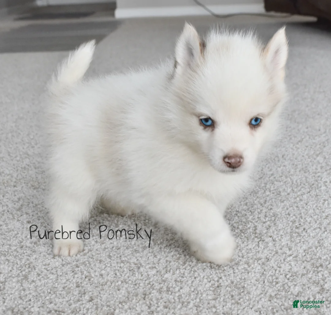 Pomsky dogs for sale: Teddy Tiny Pomsky - Ad 4