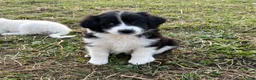 Mixed Breed dogs for sale: Daisy - Ad 2