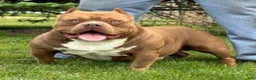 American Bully dogs for sale: Stoney - Ad 1