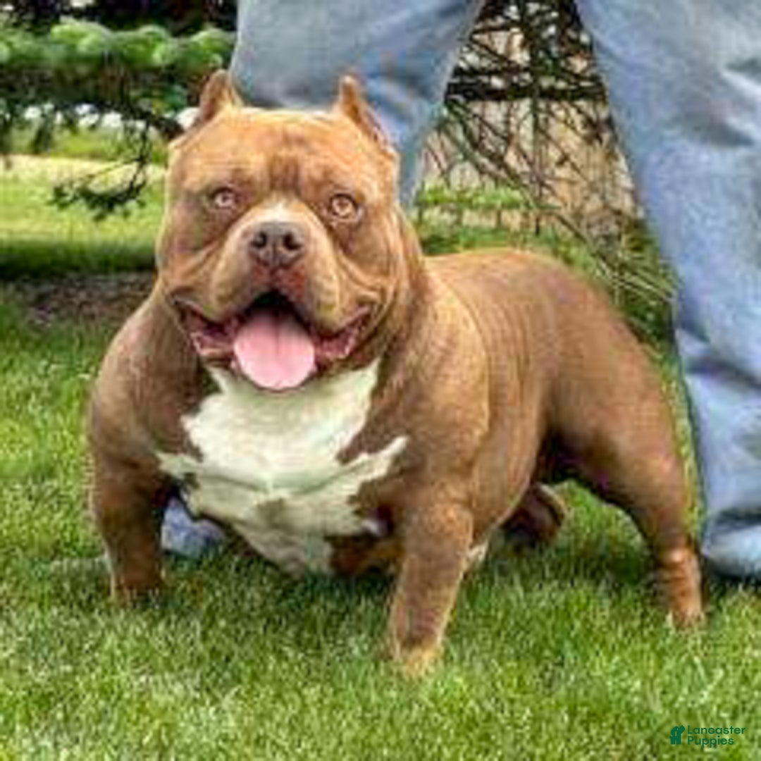 American Bully dogs for sale: Stoney - Ad 1