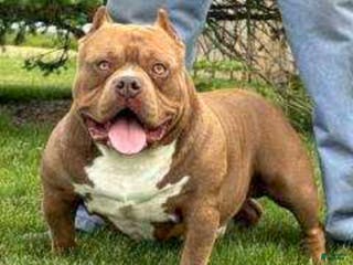 American Bully dogs Stoney - Ad 8