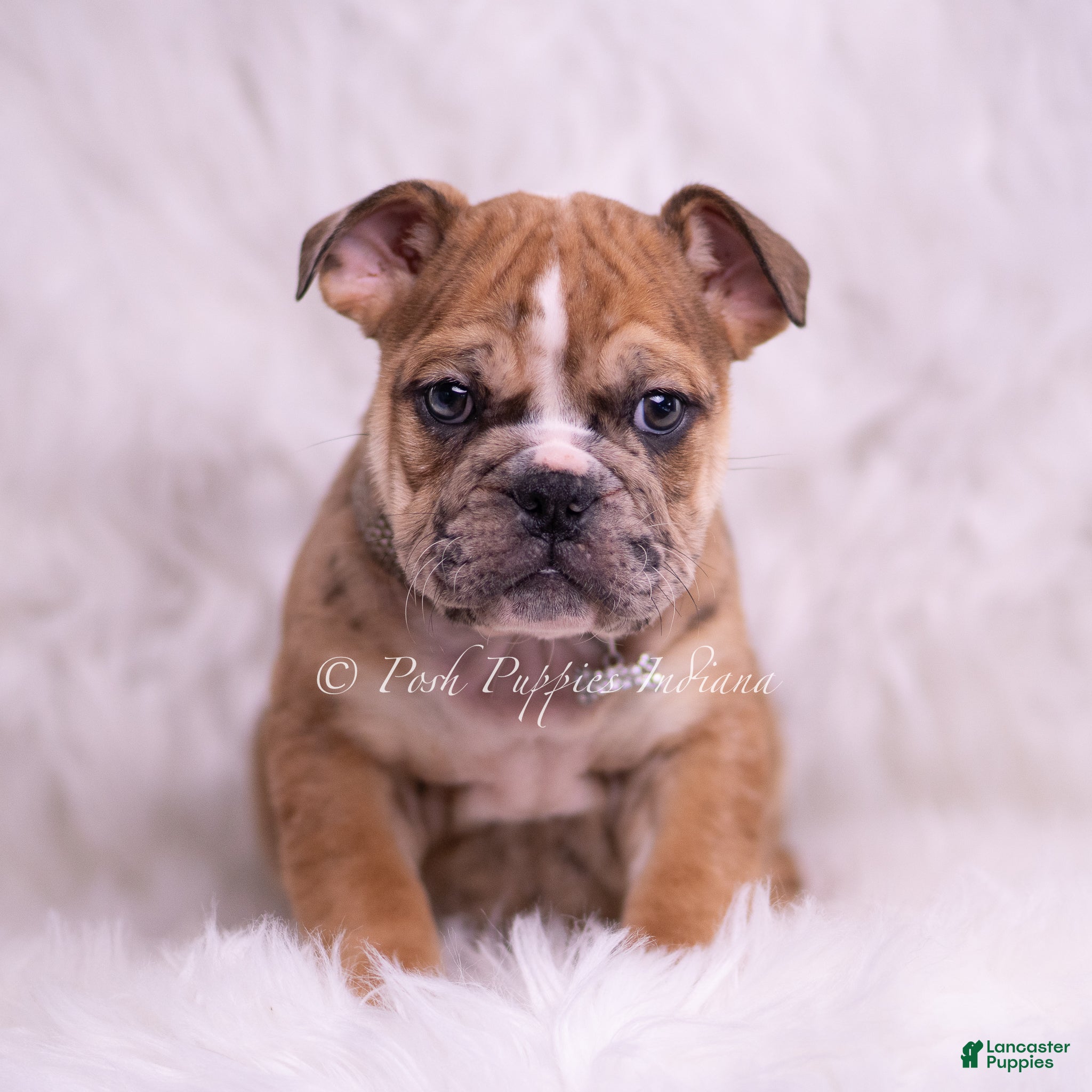 English Bulldog dogs Bruiser - Ad 2