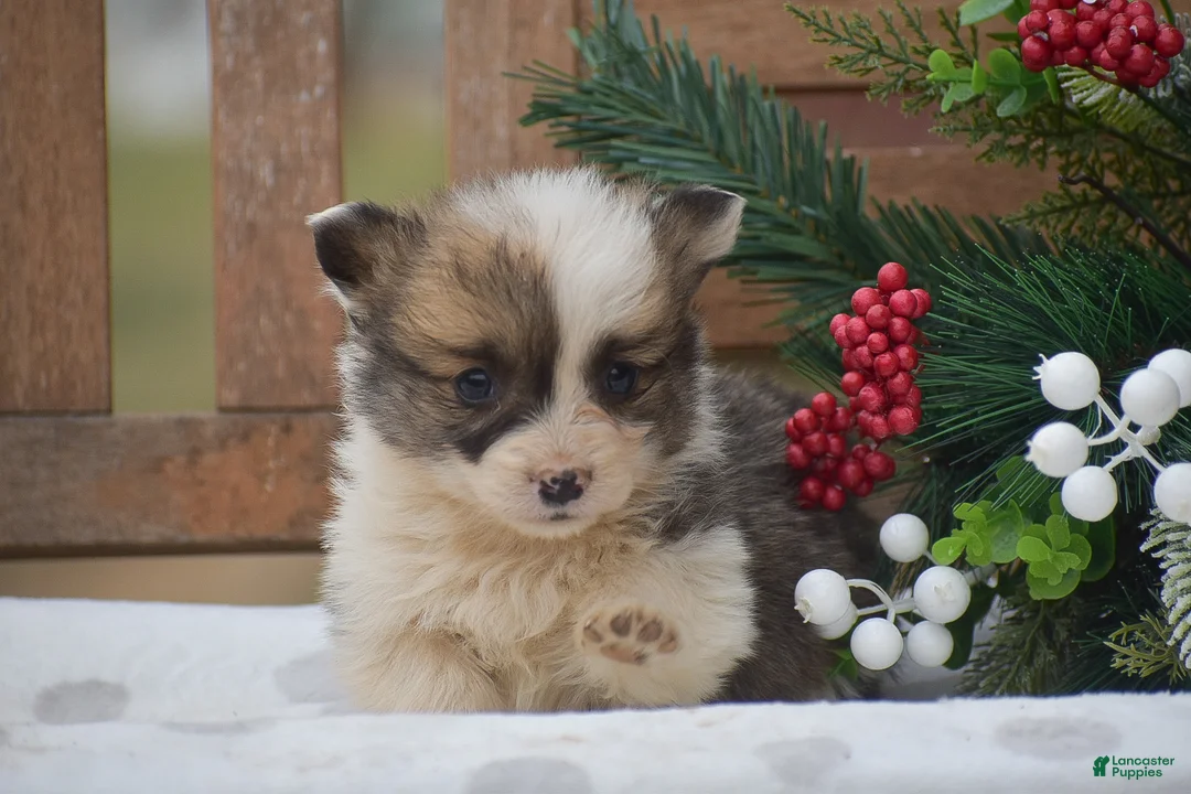 Welsh Corgi Pembroke dogs for sale: Moonbeam - Ad 8