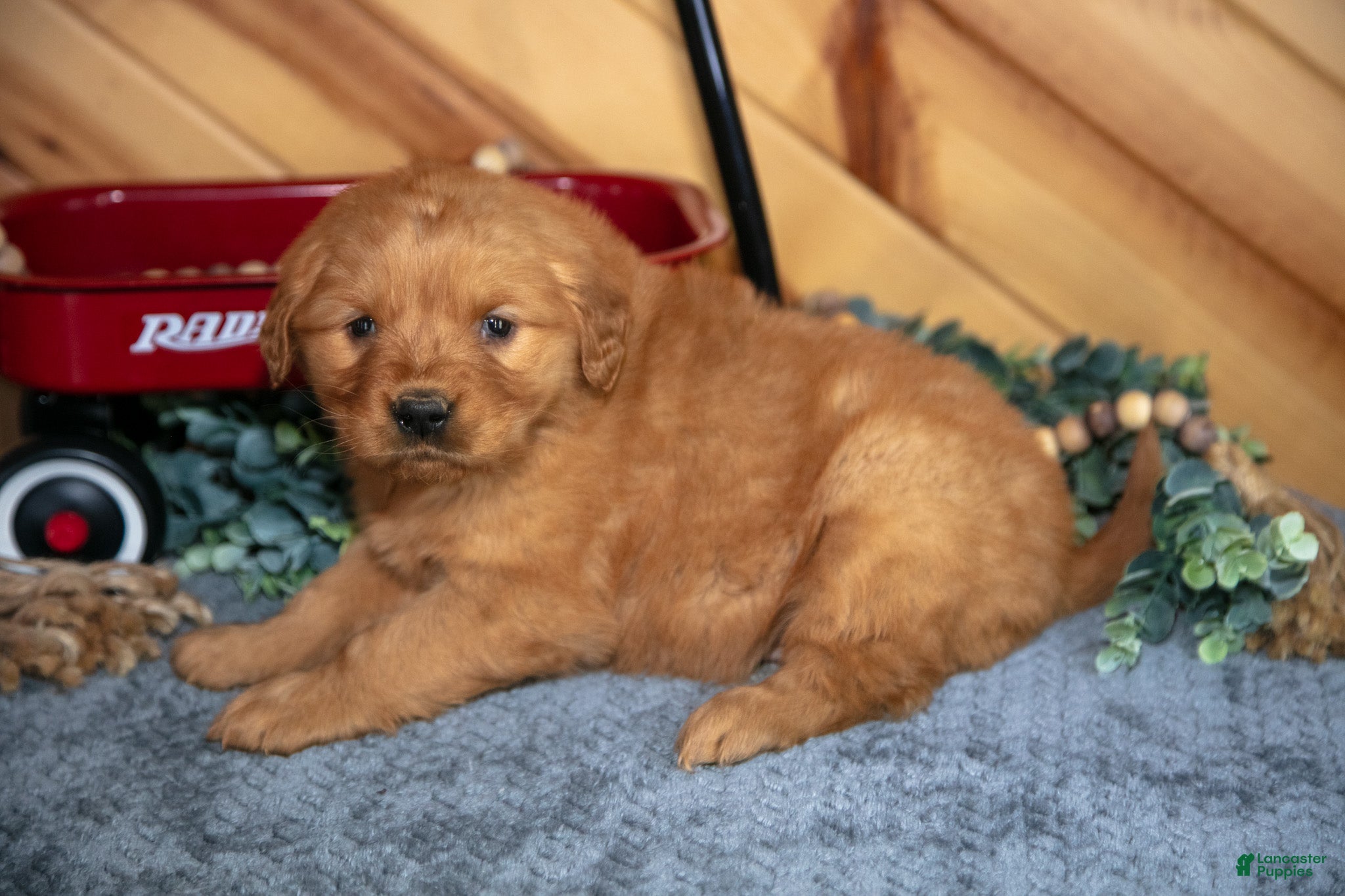 Golden Retriever dogs Molly - Ad 40