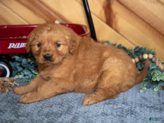 Golden Retriever dogs Molly - Ad 40