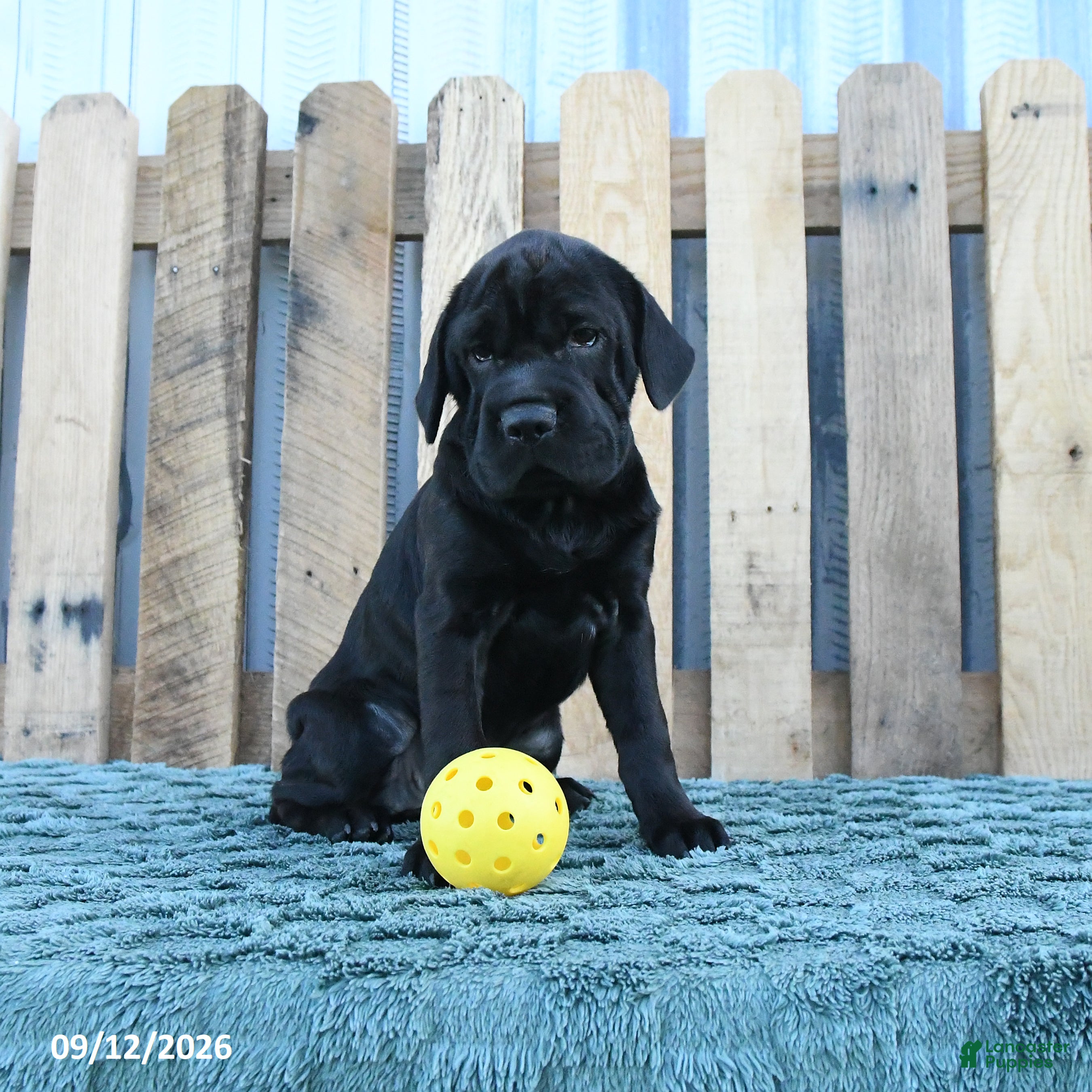Mini Hippo dogs for sale: Jenny - Ad 2