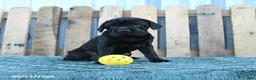 Mini Hippo dogs for sale: Jenny - Ad 1