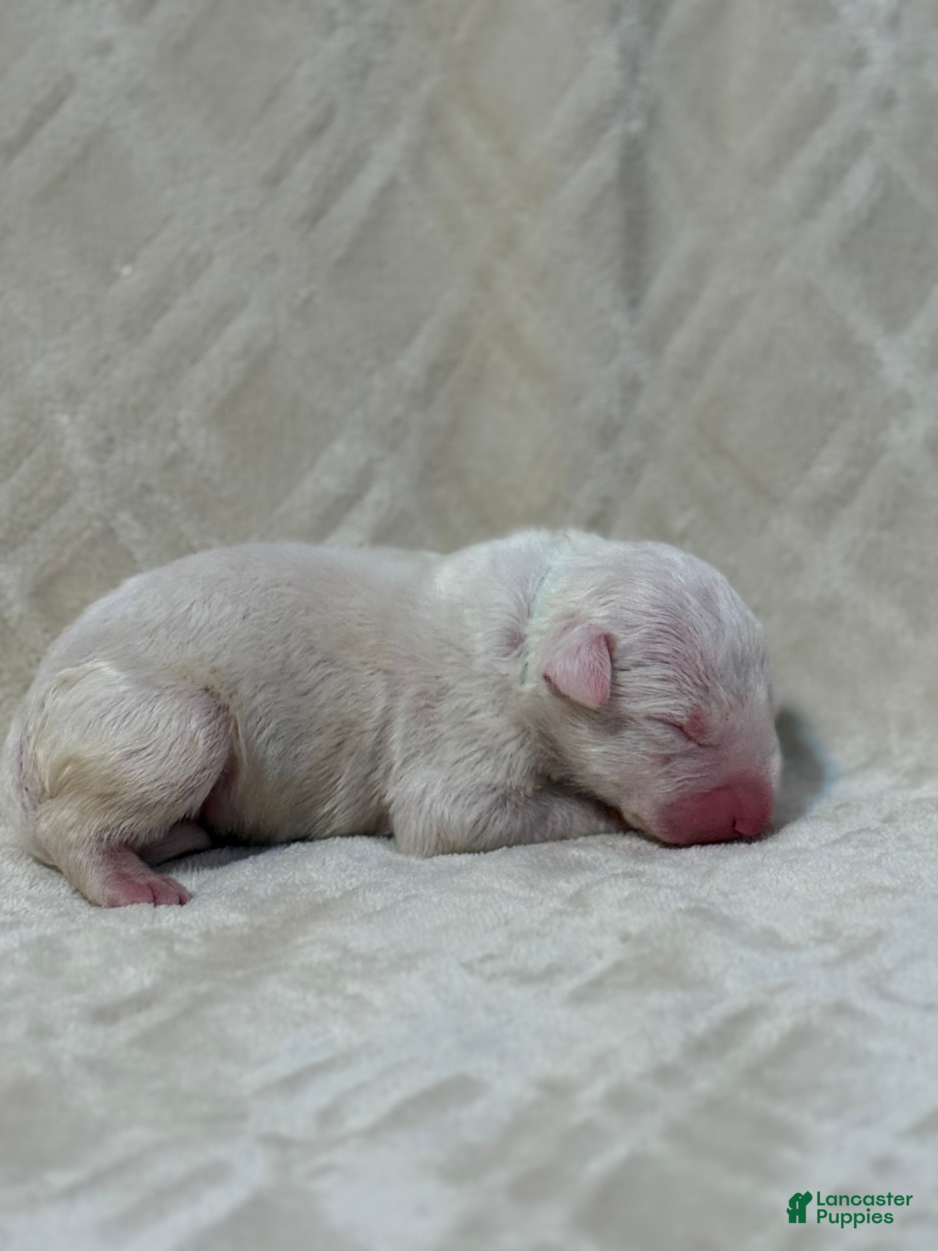 Bull Terrier dogs for sale: BOY 2 - Ad 2
