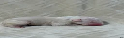 Bull Terrier dogs for sale: BOY 2 - Ad 2