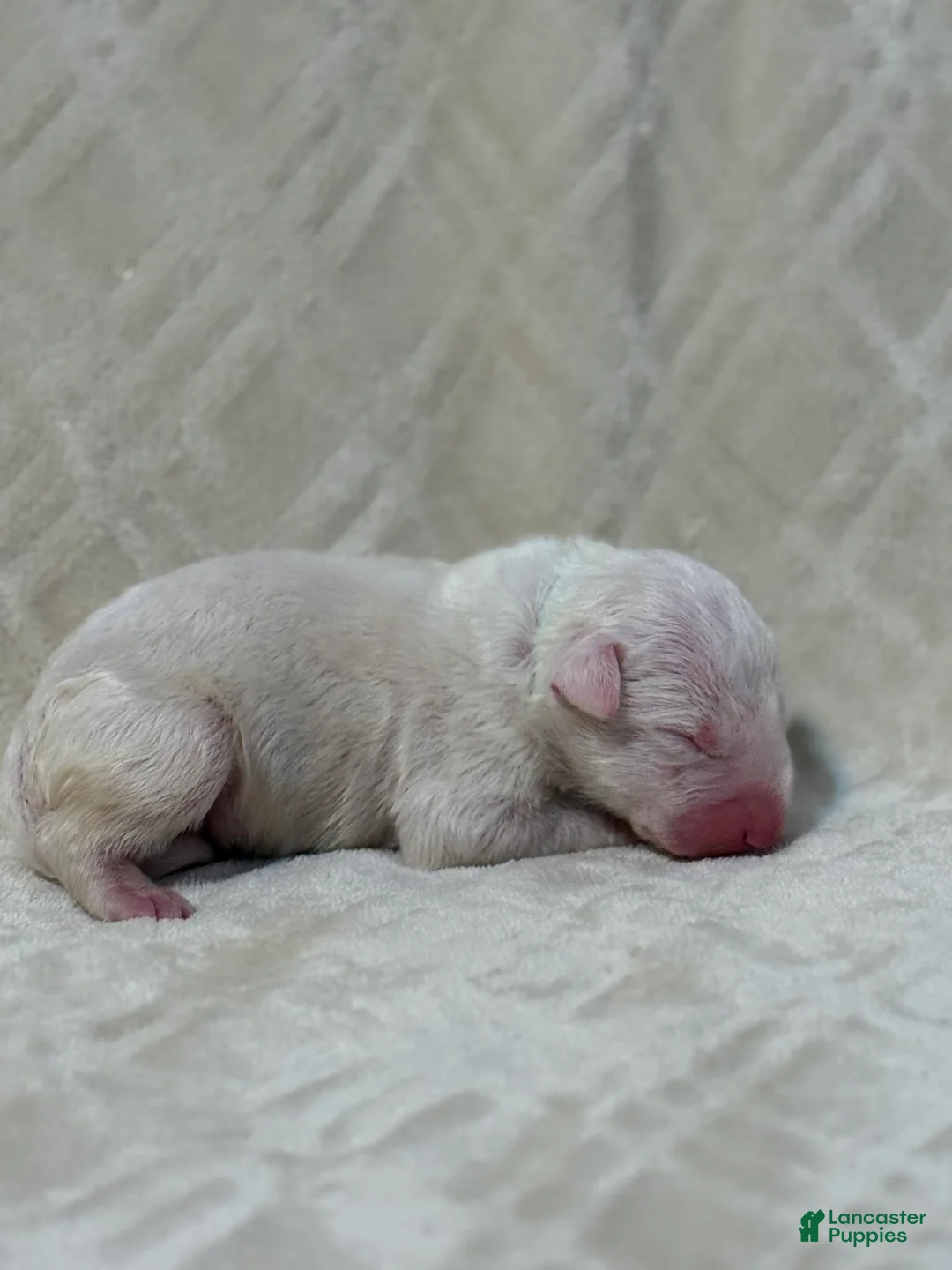 Bull Terrier dogs for sale: BOY 2 - Ad 2